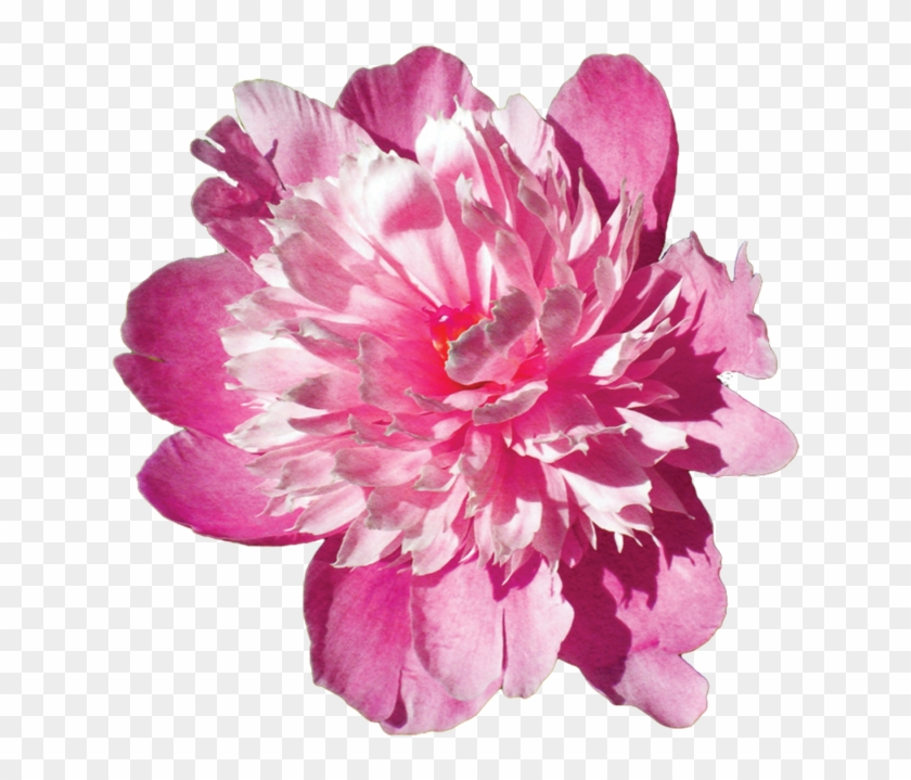 Pink Flower Stock Png By Kpep - Downy #771939
