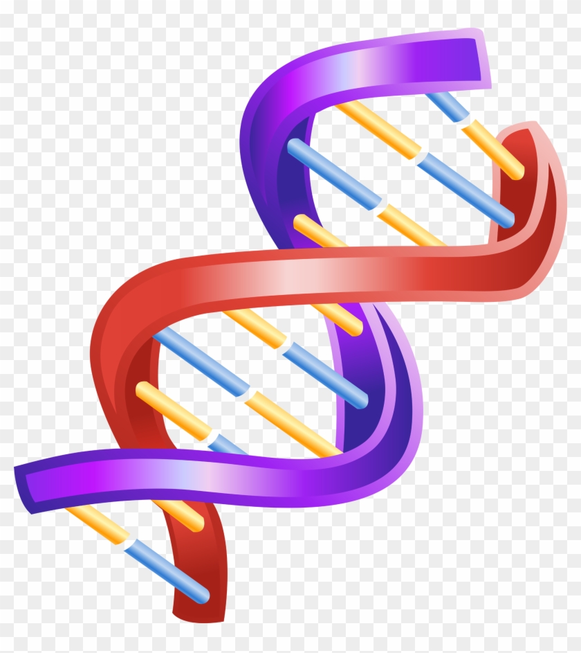 Nucleic Acid Double Helix The Double Helix - Nucleic Acid Double Helix The Double Helix #772114