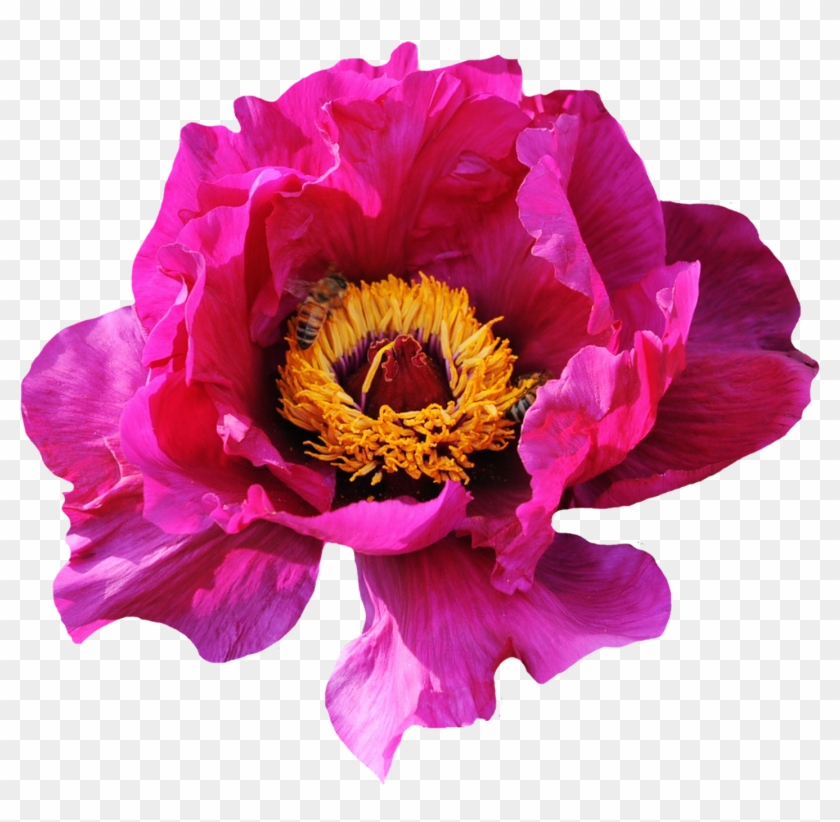 Pink Rose Flower Png Image - Zazzle Rosa, Rote Und Weiße Rosen Mit Blumen Otterbox #771973