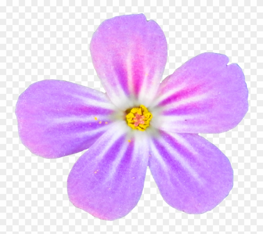 Pink Flower Png By Bunny With Camera - Portable Network Graphics #772023