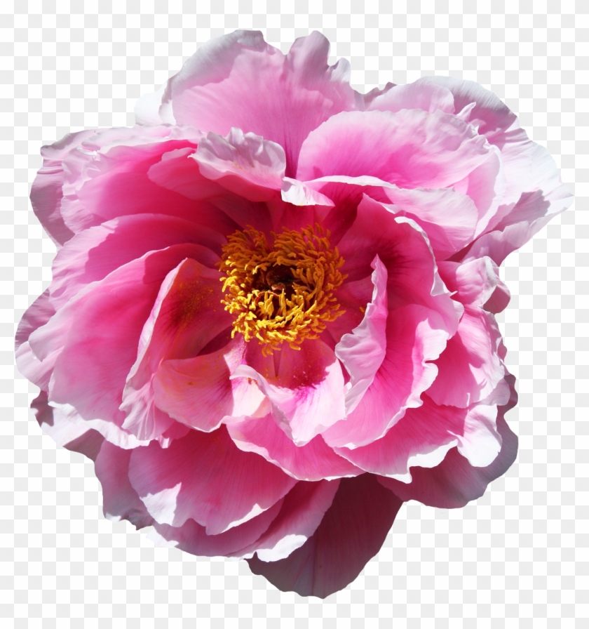 Rose Flower Png Image - Portable Network Graphics #772029