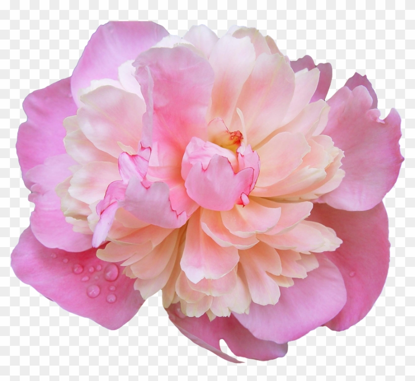Pink Flower Crown Transpa Choice Image Flower Wallpaper - Madeline Flower #772036