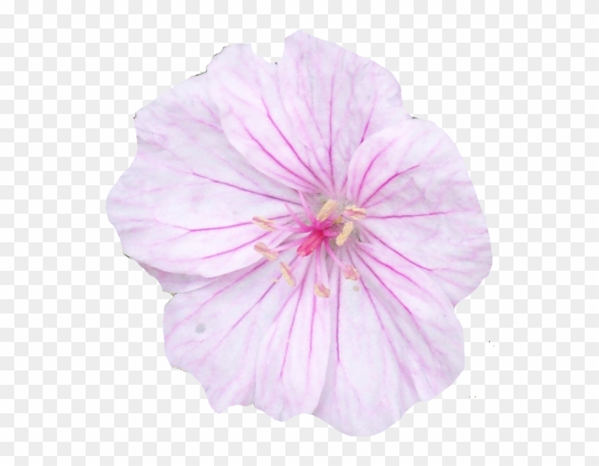 Cutout Flower Png #772045