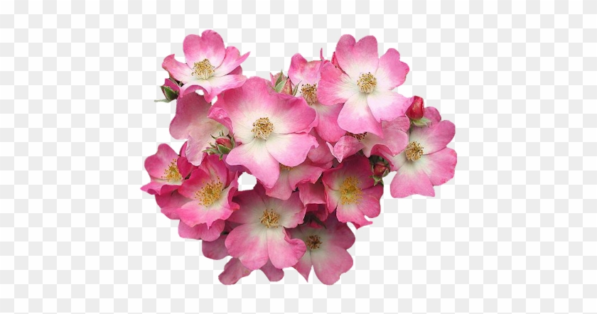 Pink-flower - Pink Flowers Pngs #772081