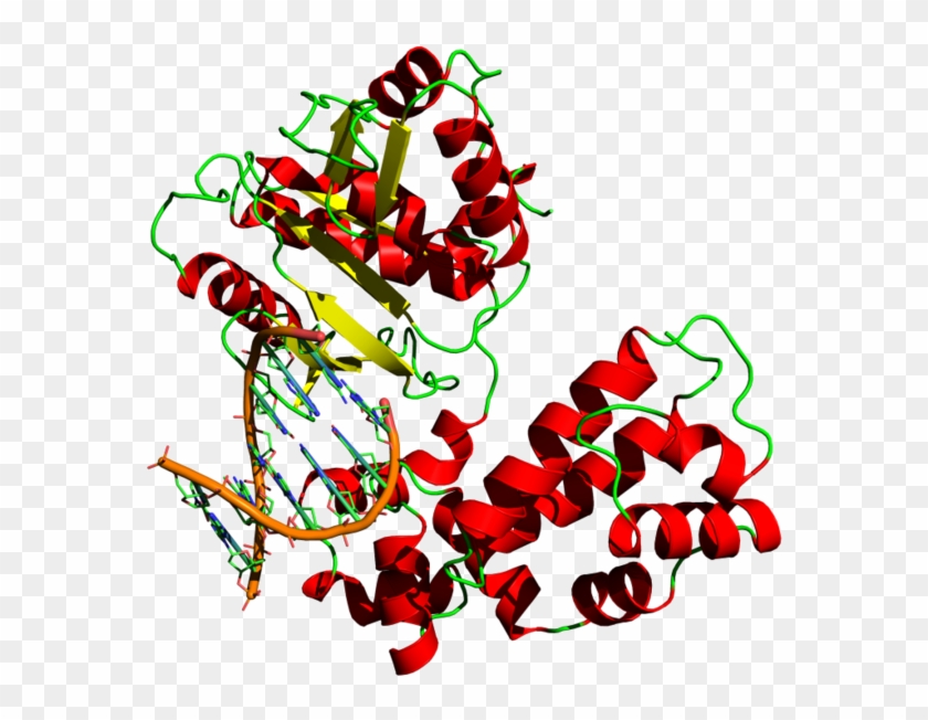 Yikrazuul Wik Dna Polymerase - Dna Polymerase Png #772166