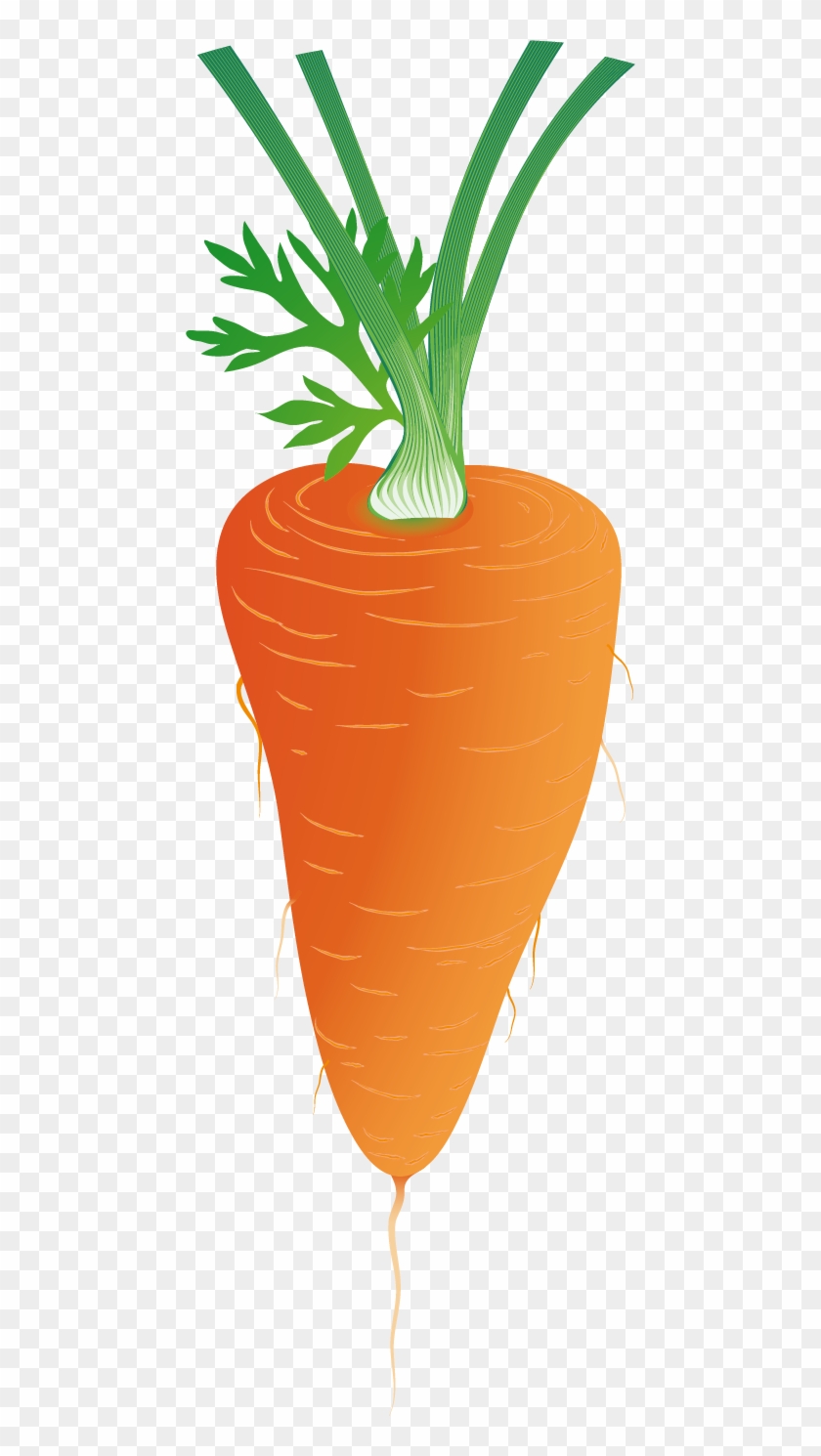 Carrot Euclidean Vector Download Clip Art - Carrot Euclidean Vector Download Clip Art #772744