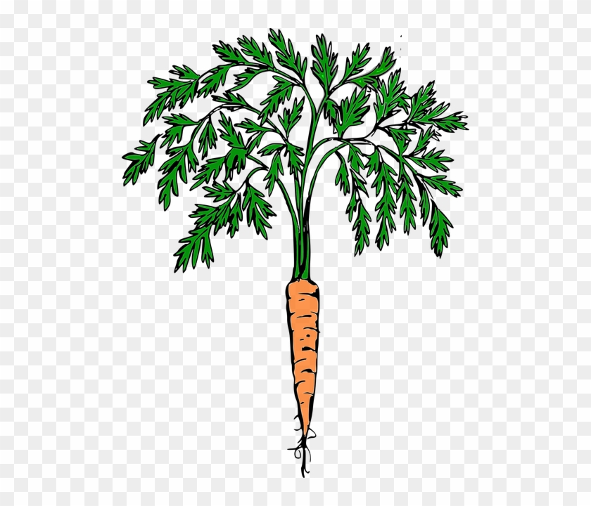 Carrot, Orange Carrot, Vegetables - Carrot Plant Clipart #772833