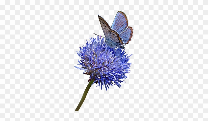 Butterfly - Blue Butterfly Blue Flower #773359