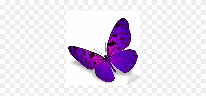 Two Butterflies Purple #773395