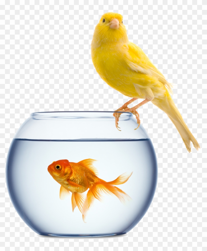 Click Here To Download Your - Pet Goldfish #773613