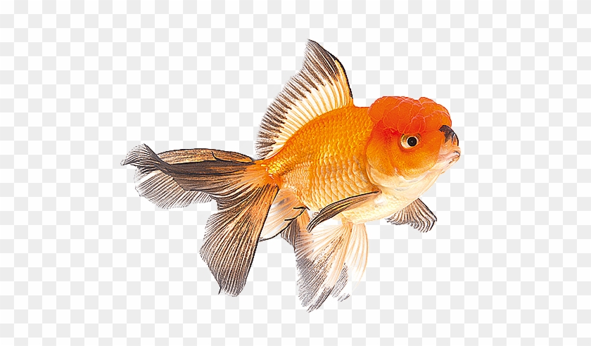 Bird Products - Goldfish #773627