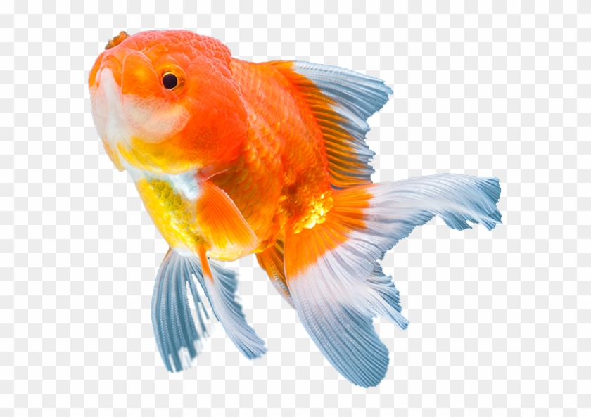 Artículos Para Mascotas - Goldfish #773629