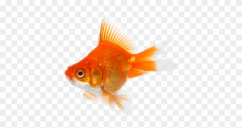 Goldfish Png - Photo - Things That Are Orange #773632