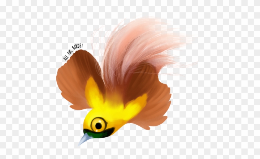 Goldie's Bird Of Paradise Paradisaea Decora - Hornbill #773633