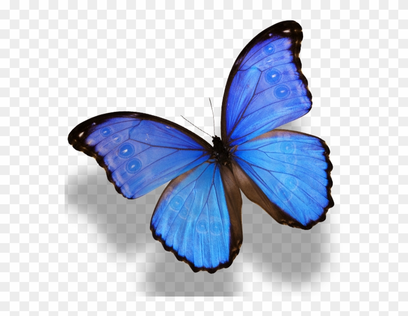 Monarch Butterfly Morpho Menelaus Morpho Amathonte - Blue Morpho Butterfly Png #773817