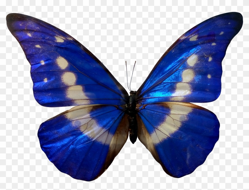 Butterfly Insect Morpho Blue Color - Blue Color Batturfly #773835
