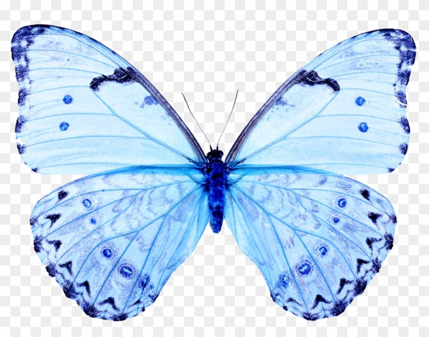 White Butterfly White Butterfly Papilio Ulysses T-three - Light Blue Butterfly Png #773845