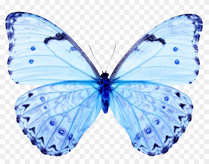 light blue butterfly clipart