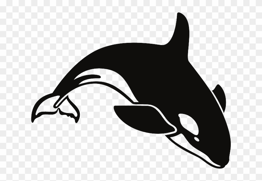 Ocean, Whale, Swim, Killer, Swimming - Black And White Whale #773863