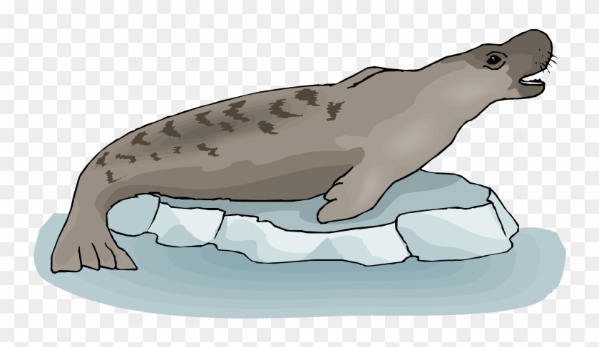 Chatting Seal - Seal #773898