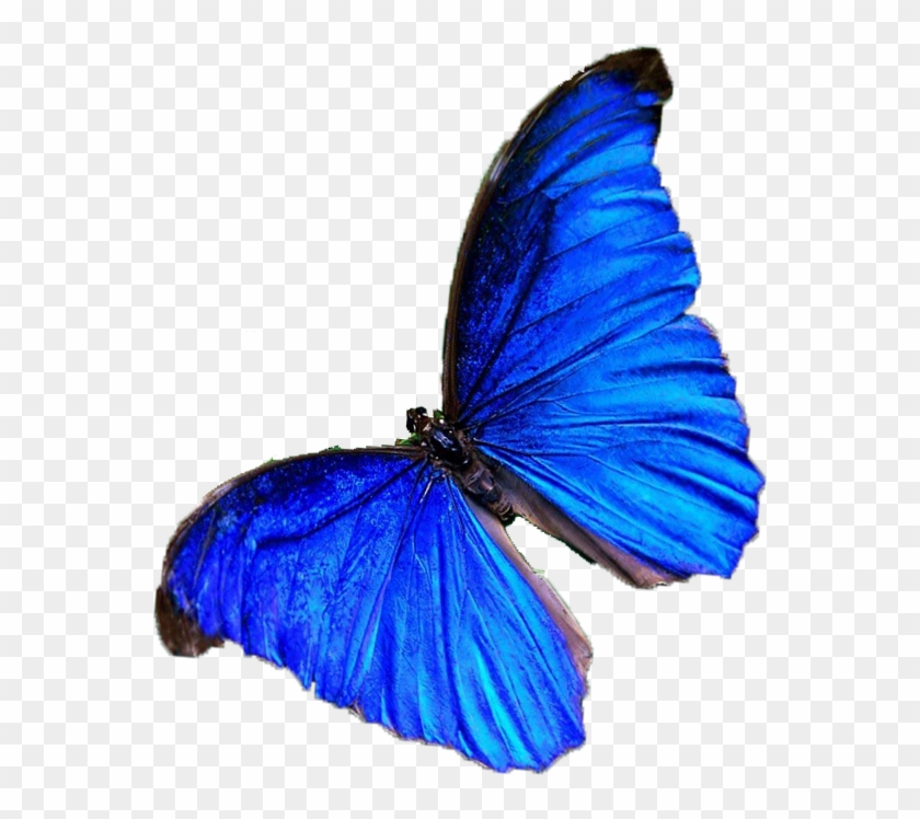 Butterfly Nymphalidae Blue Color - Butterfly Nymphalidae Blue Color #773998