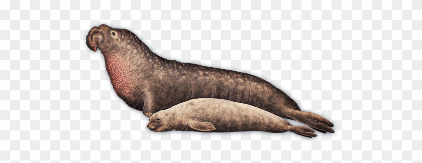 Sea Lion Clipart Elephant Seal - Northern Elephant Seal Female #773926