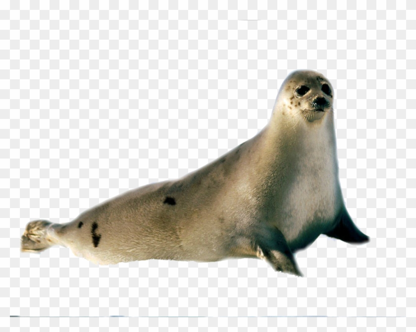 Harbor Seal Png - Seal In The Arctic #773953