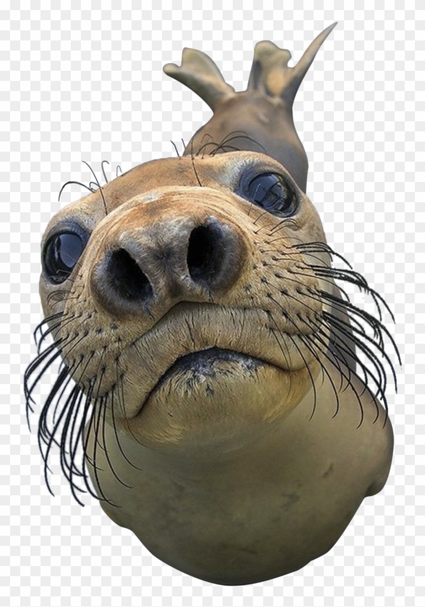 Harbor Seal Png - You Got Games On Your Phone #773958