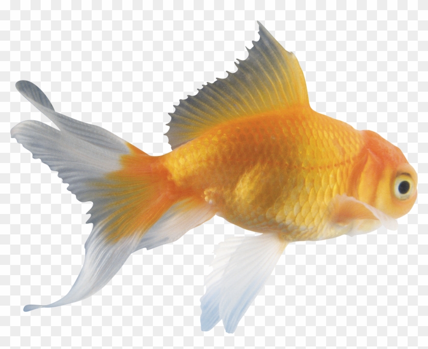Japan's Goldfish Breeders Fish For Riches - Real Fish Png #773973