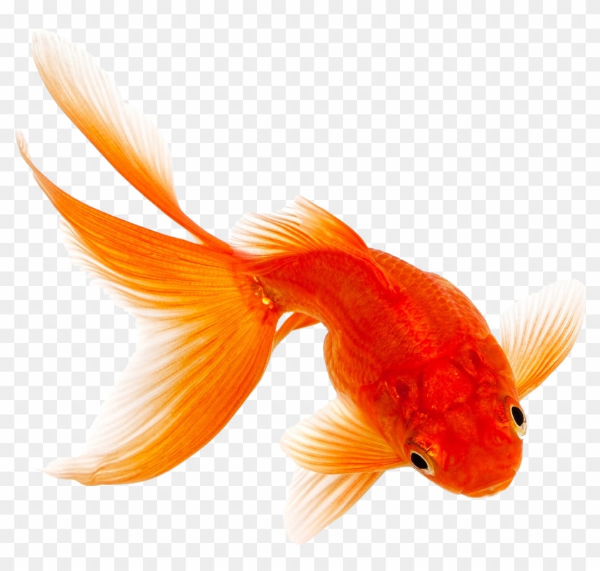 Freshwater And Saltwater Fish Food - Goldfish No Background #773988