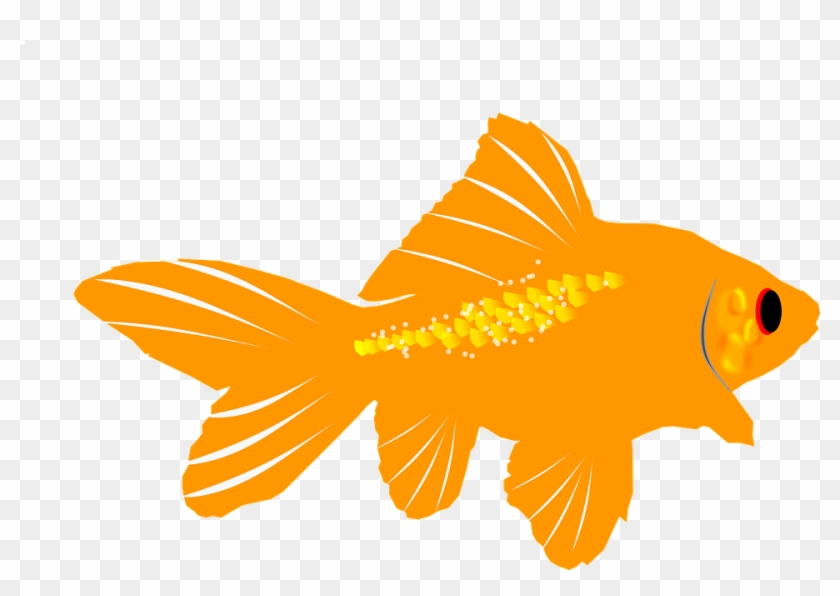 Aquarium, Fish, Goldfish - Goldfish Clip Art #773995