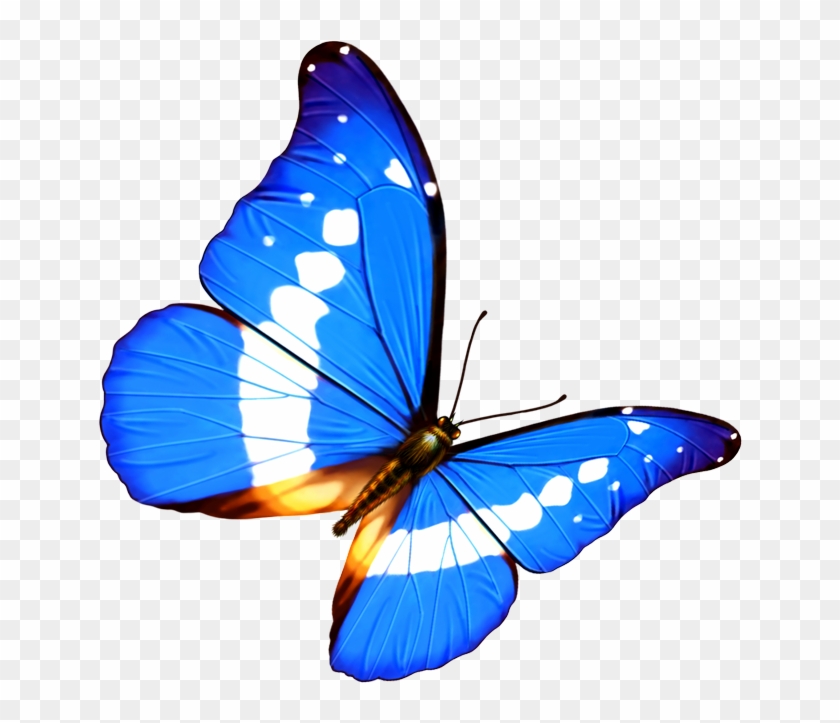 Butterfly Transparency And Translucency Android - Butterfly Transparency And Translucency Android #774059