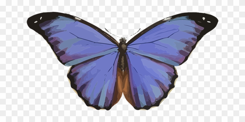 Big Beautiful Butterfly #774061