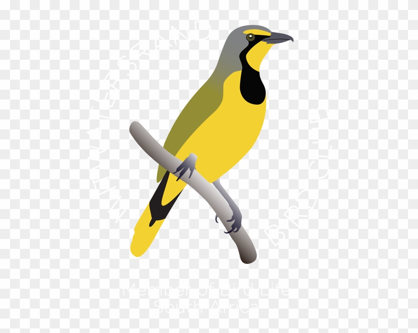 Wits Bird Club Logo Wits Bird Club Retina Logo - Penguin #774076
