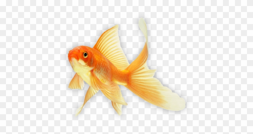 Goldfish-3 - - Imagenes Gif De Peces #774096