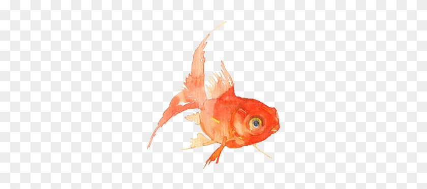 Drawings - Goldfish Watercolour Png #774120