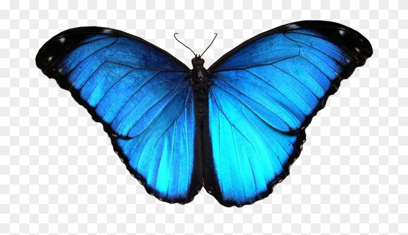 Blue Butterfly 51 Png By Xybutterfly - Butterflies In The Amozon Rainfrest #774273