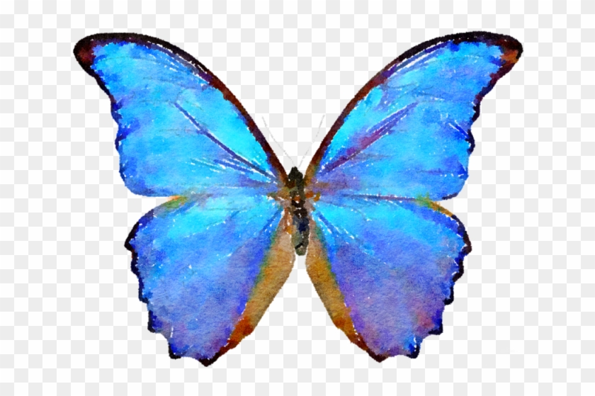 Butterfly Morpho Menelaus Sunset Morpho Insect Morpho - Butterfly Morpho Menelaus Sunset Morpho Insect Morpho #774324