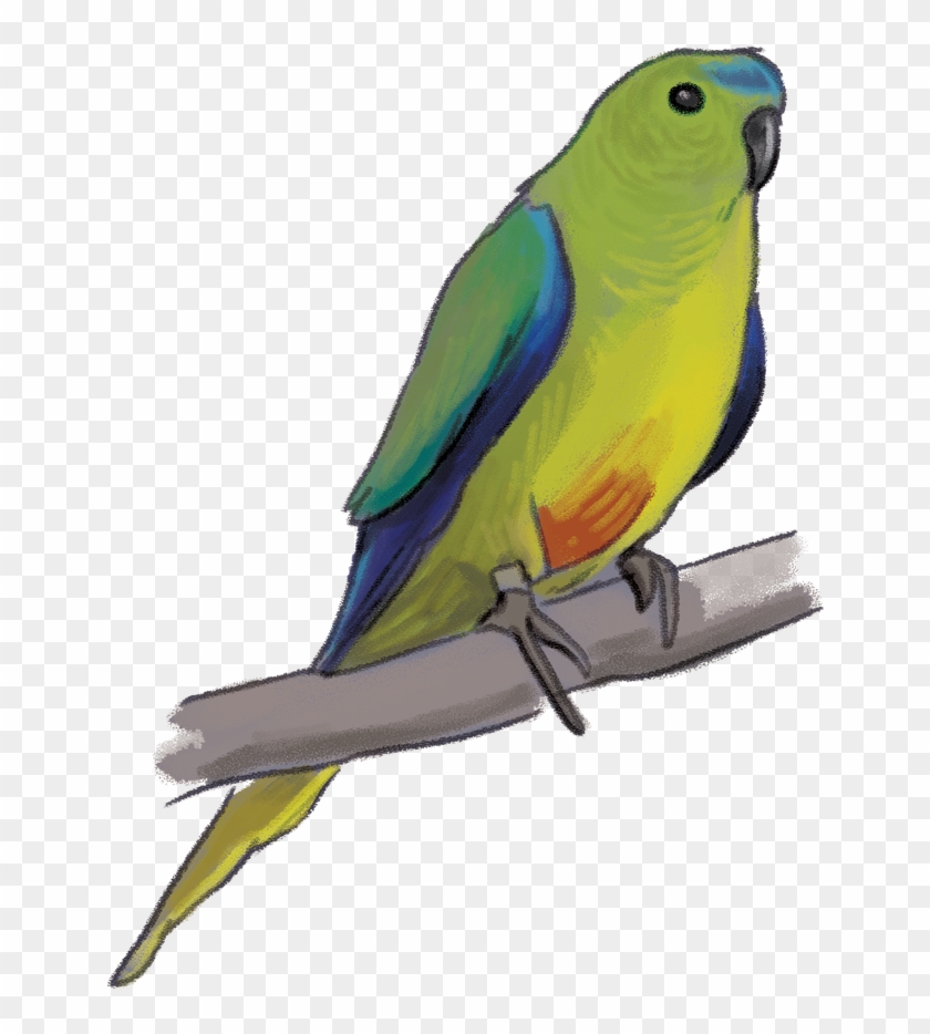 Orange Bellied Parrot - Parakeet #774297