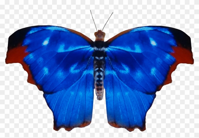 Blue Red Blue Butterfly 781 Psd By Xybutterfly - Papilio #774327