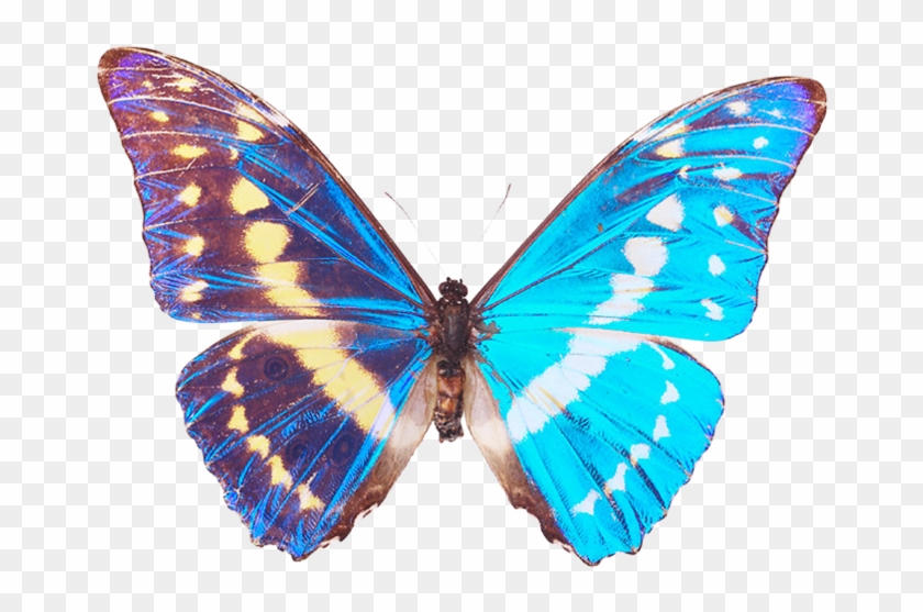 Kategori Oymacılık Girişler - Beautiful Butterflies Shower Curtain #774329