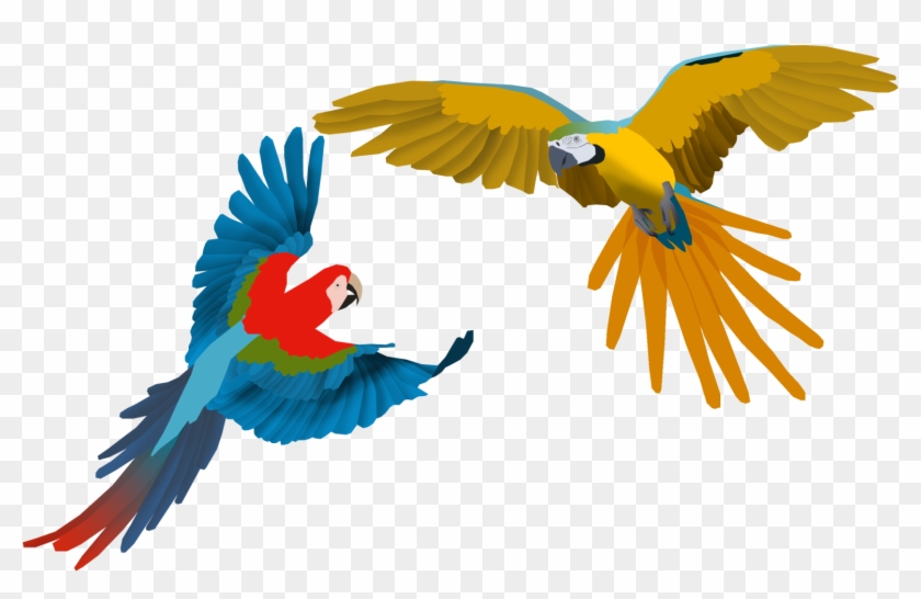 Posted Image - Macaw #774337