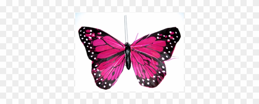 Butterfly #774338