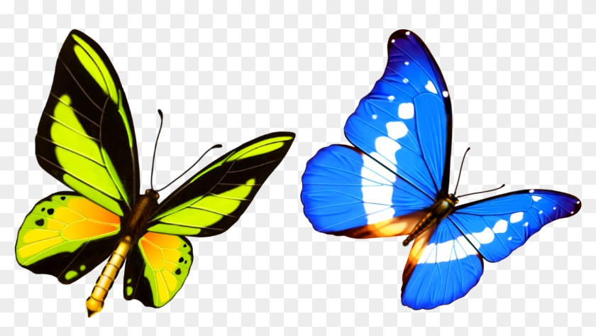 Butterfly Transparency And Translucency Template - Butterfly Transparency And Translucency Template #774550