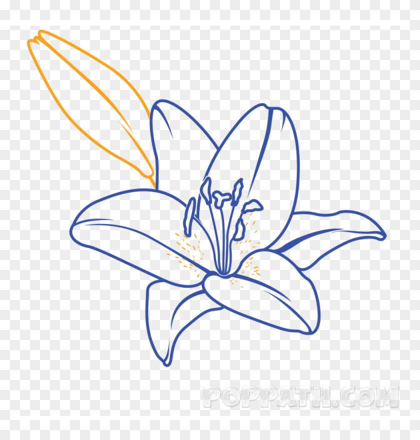 Make A Bud On The Top Left Of The Lily - Drawing #774555