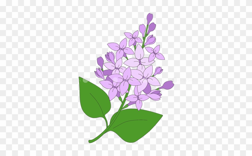 Lilac How To Draw Flowers How To Draw - Lilac Png #774557