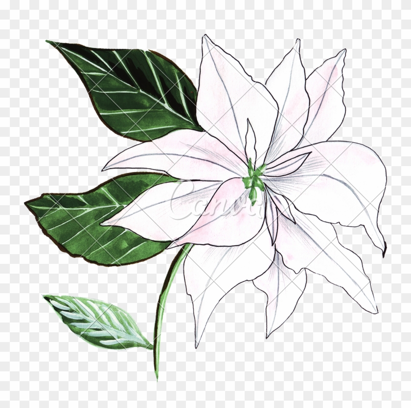Hand Drawing Of Watercolor Lily Ornament - Rosa Glauca #774609