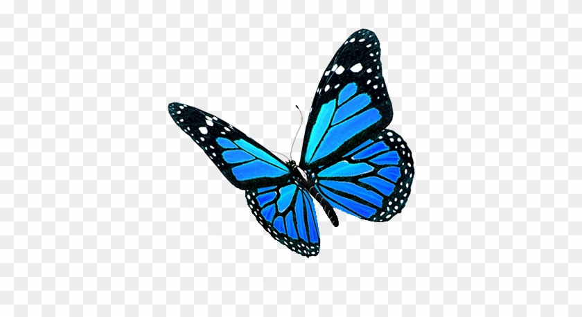 Blue-butterflies - Recovery And Renewal: Your Essential Guide To Overcoming #774622