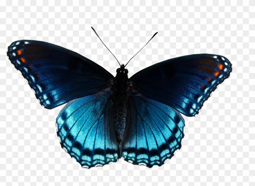 Blue Butterfly 2 Png By Xybutterfly Blue Butterfly - Red Spotted Purple Butterfly #774634