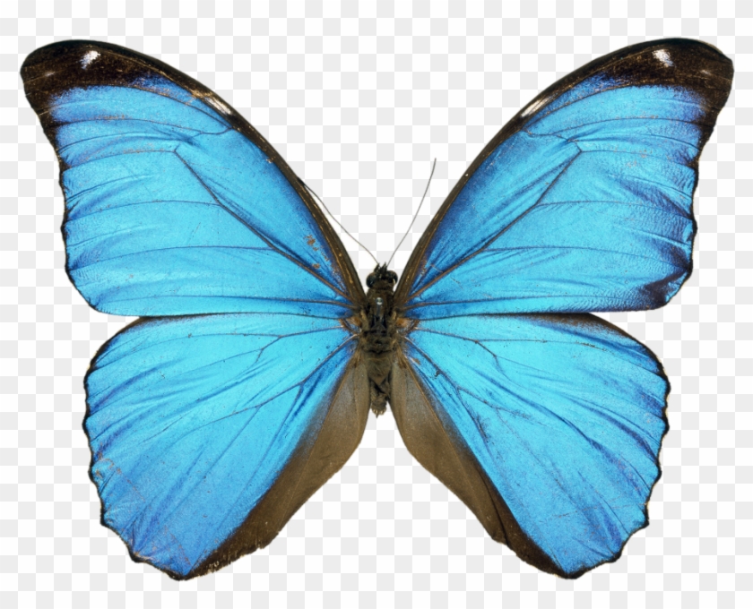 Butterfly Turcoise Blue Print By Mintfairy On Etsy - Butterfly Turcoise Blue Print By Mintfairy On Etsy #774641